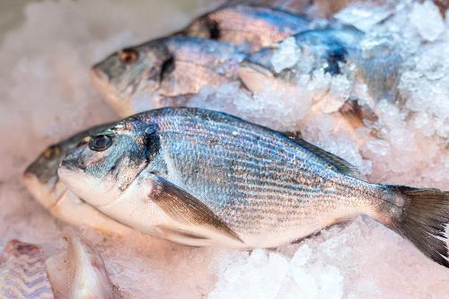 Peixe | Peixaria | Pescado