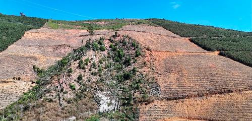 Área atingida por desmatamento fiscalizada durante a Operação Mata Atlântica em Pé 2026