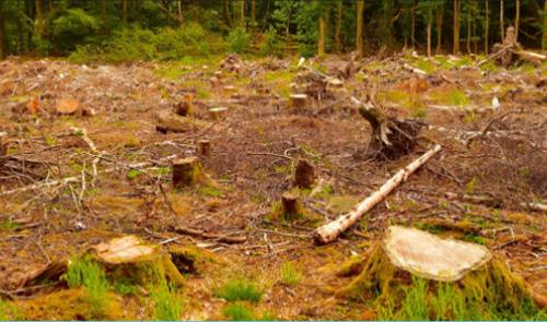 Segundo o MPES, empresário destruiu 1,8 mil m² de vegetação nativa em Santa Teresa