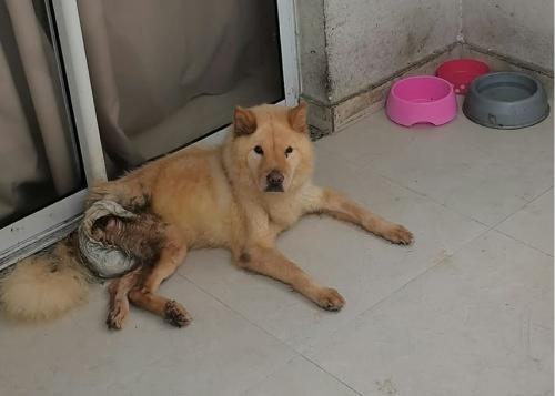 Cadela Chow Chow em situação de maus-tratos é resgatada na Serra