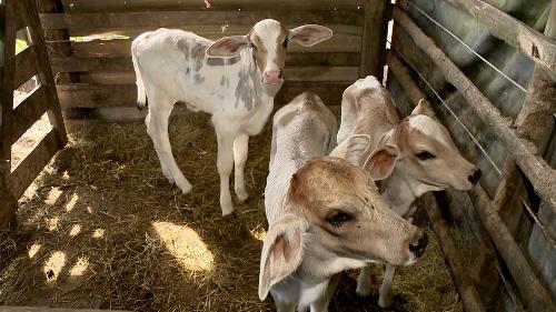 Vaca dá à luz a bezerros trigêmeos em São Mateus