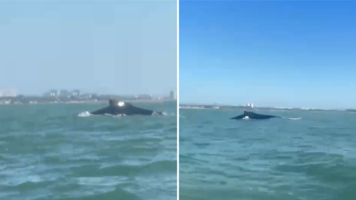 Imagens mostram a cauda de uma baleia durante avistamento feito por um grupo que remava em uma canoa havaiana em Manguinhos, na Serra, neste domingo (27)