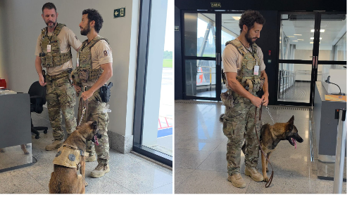 A cadela Puma atuou na área de embarque no Aeroporto de Vitória, reforçando a segurança da Polícia Federal antes do voo para Argentina
