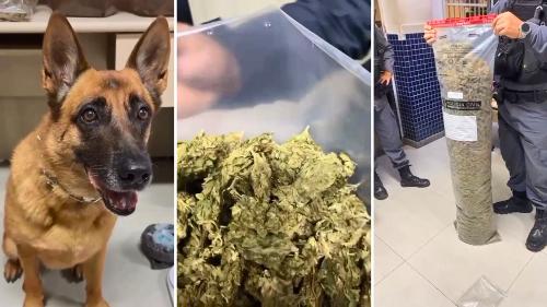 Cadela farejadora Meg e parte do material apreendido em imóvel no "Beco da Morte", em Vila Velha