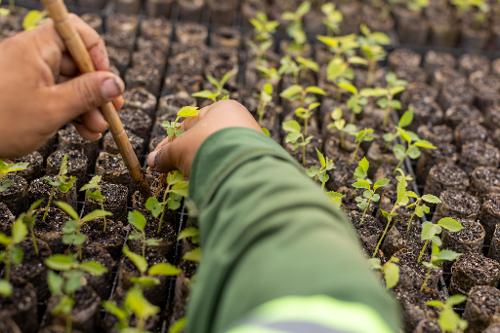 Viveiro de mudas para reparação da vegetação pela Samarco