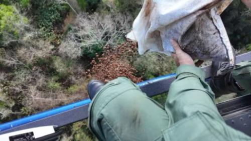 Helicóptero lança 4 toneladas de sementes de juçara para reflorestar área de Mata Atlântica